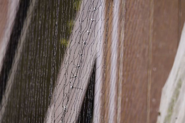 bird-netting-melbourne-0011-layer-231B12AA25-C09D-9016-D14A-74C5389F2C7C.jpg