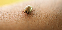 Tick Pest Control